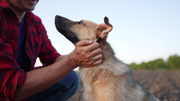 image for Paws of Courage: Celebrating the Cats and Dogs Who Became Heroes This Year