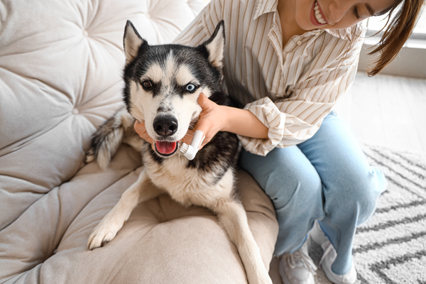 image for More than Bad Breath: The Risks of Ignoring your Pet’s Oral Health